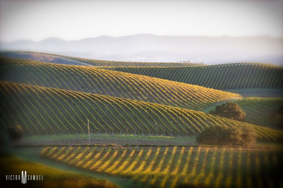 The rolling hills of the Napa Valley vineyards.